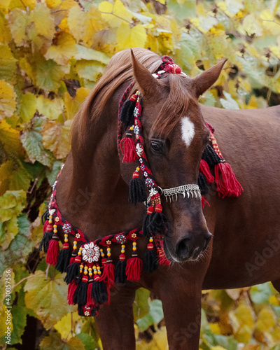 Beautiful chestnut arabian horse looks back on natural background, portrait closeup © Svetlana