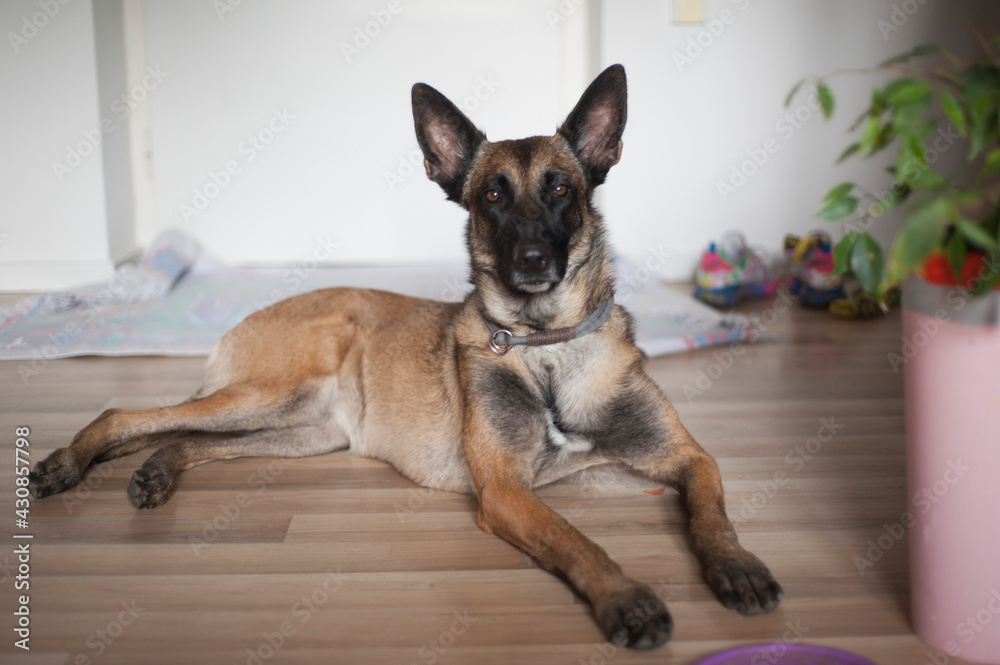 Obraz premium Malinois looking, belgian sheperd dog