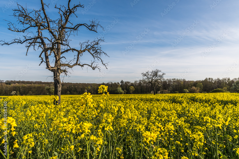 Rapeseed canola field with tree in springtime