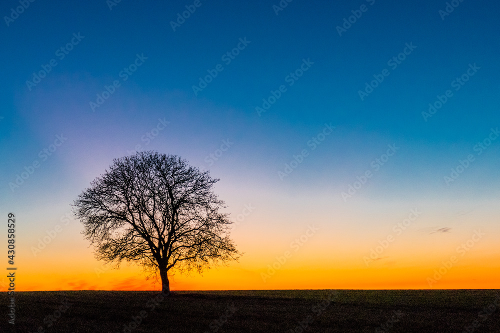 Einzel stehender kahler Apfelbaum bei Sonnenuntergang