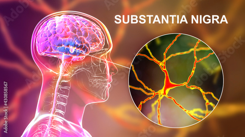 Substantia nigra of the midbrain and its dopaminergic neurons, 3D illustration photo