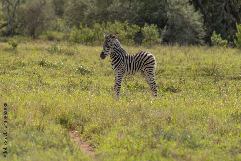 Naklejka premium Little, baby Zebra in close proximity to his/her mother in a game park field in Southern Africa on a warm and sunny day