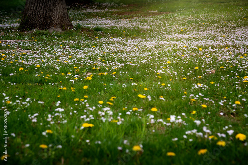 Daytime landscape of spring green grass meadow alive with tiny white and yellow wild blooming flowers with tree trunk on one side