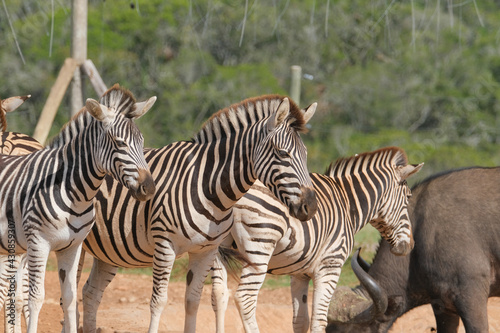 African Zebra herd alongside a small waterhole on a warm and sunny day in a Southern African game park