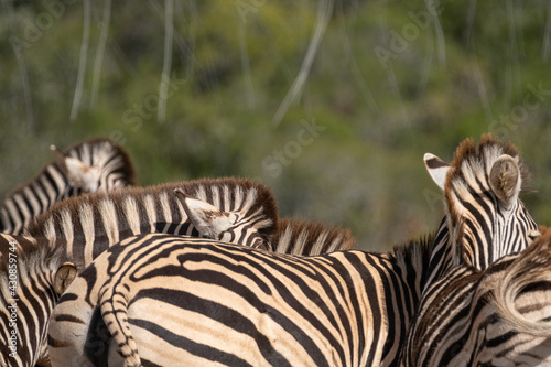 African Zebra herd alongside a small waterhole on a warm and sunny day in a Southern African game park