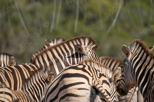 African Zebra herd alongside a small waterhole on a warm and sunny day in a Southern African game park