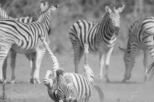 African Zebra playing and rolling around in the sand on a warm  sunny day in Southern Africa