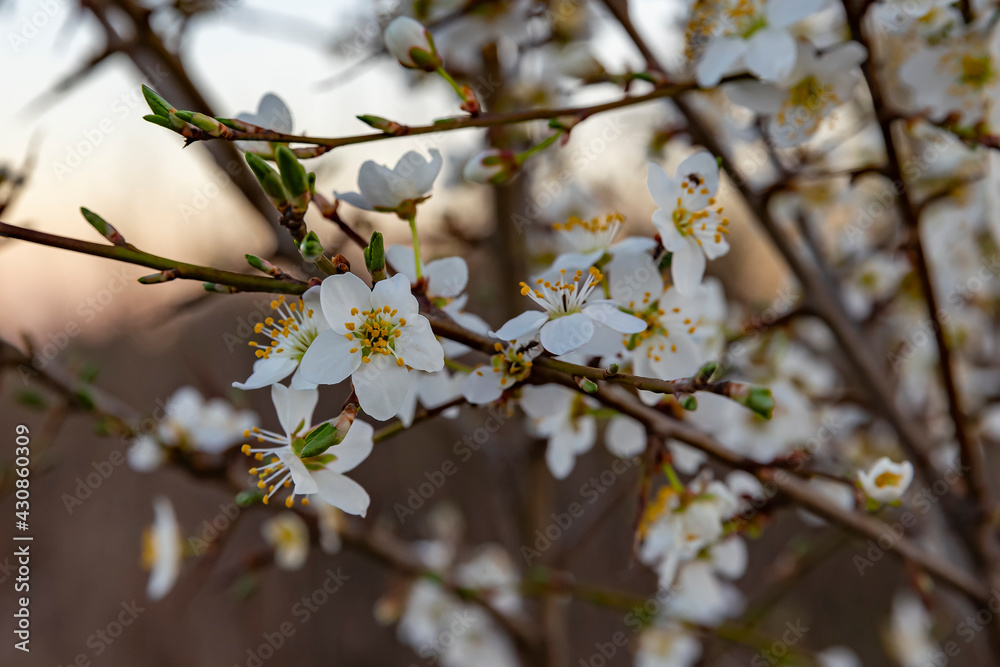prunus spinosa blackthorn blooms in spring, a shrub with white flowers that smells very good prunus spinosa blackthorn blooms in spring, a shrub with white flowers that smells very good