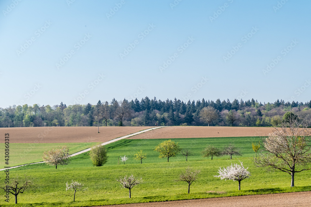 Fototapeta premium Blühende Obstbäume im Frühjahr