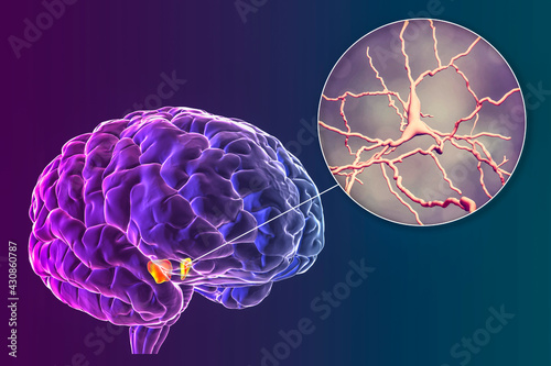 Substantia nigra of the midbrain and its dopaminergic neurons, 3D illustration photo