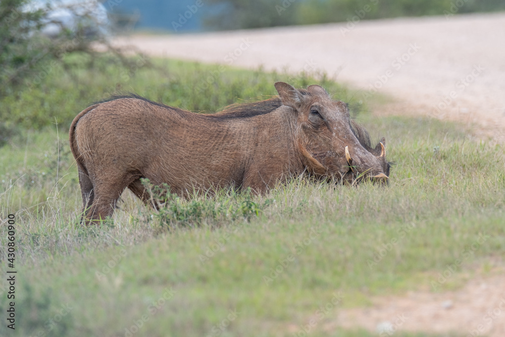 African Common Warthog's rummaging through the grass and bush to feed upon roots and bulbs in the Southern African terrain on a warm, sunny day African Common Warthog's rummaging through the grass and bush to feed upon roots and bulbs in the Southern African terrain on a warm, sunny day