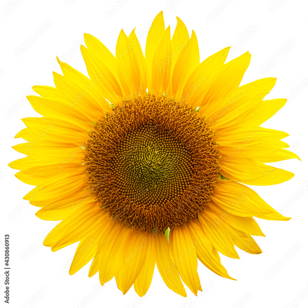 Sunflower isolated on white background with clipping path Sunflower isolated on white background with clipping path