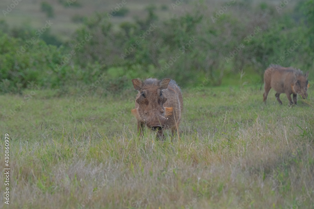 African Common Warthog's rummaging through the grass and bush to feed upon roots and bulbs in the Southern African terrain on a warm, sunny day African Common Warthog's rummaging through the grass and bush to feed upon roots and bulbs in the Southern African terrain on a warm, sunny day