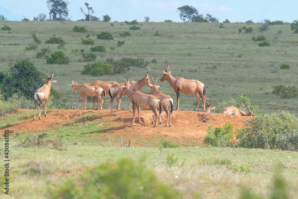 Naklejka premium Red Hartebeest in the Southern Africa terrain, game park on a warm and sunny day