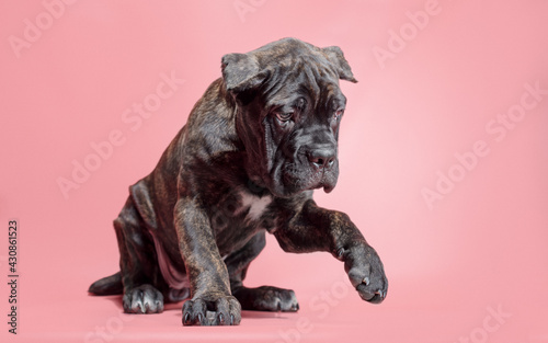 one cane corso puppy on a colored background