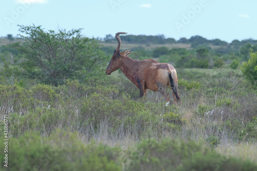 Red Hartebeest in the Southern Africa terrain  game park on a warm and sunny day