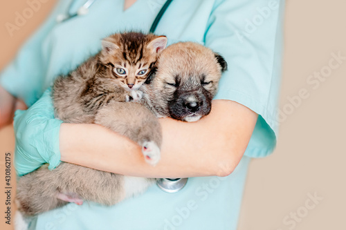 Vet examining dog and cat. Puppy and kitten at veterinarian doctor. Animal clinic. Pet check up and vaccination. Health care.