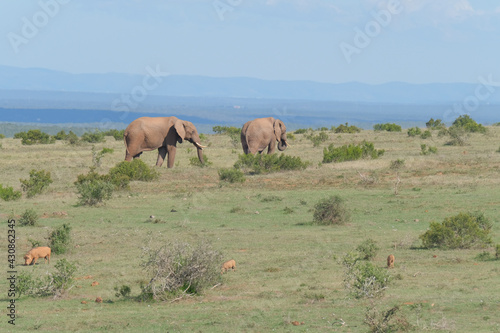 Beautiful African Elephants in the Southern African terrain on a warm and sunny day in a local game park