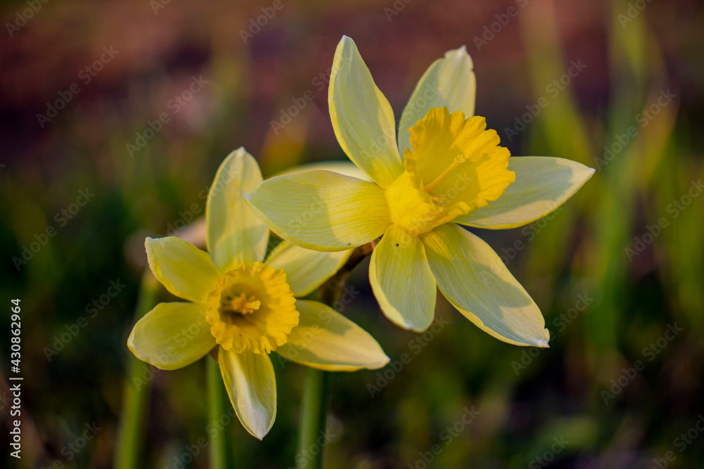 Obraz premium Yellow narcissus flowers. Blurred background