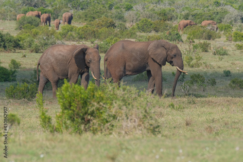 Beautiful African Elephants in the Southern African terrain on a warm and sunny day in a local game park