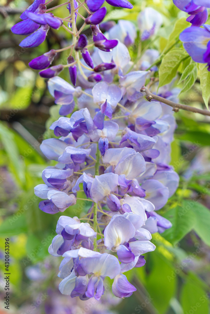 closeup of a beautiful cascade of wisteria flowers