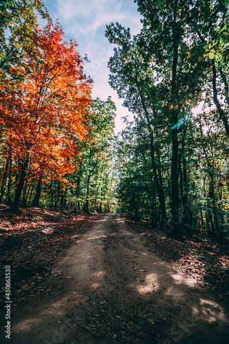 Beautiful autumn colors - forest