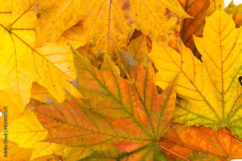 Autumn maple leaf in close-up. Rich color background. Picturesque fall backdrop.