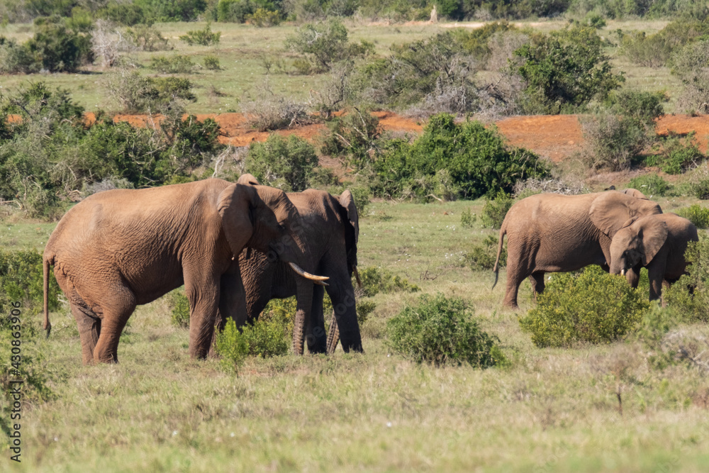 Beautiful African Elephants in the Southern African terrain on a warm and sunny day in a local game park Beautiful African Elephants in the Southern African terrain on a warm and sunny day in a local game park