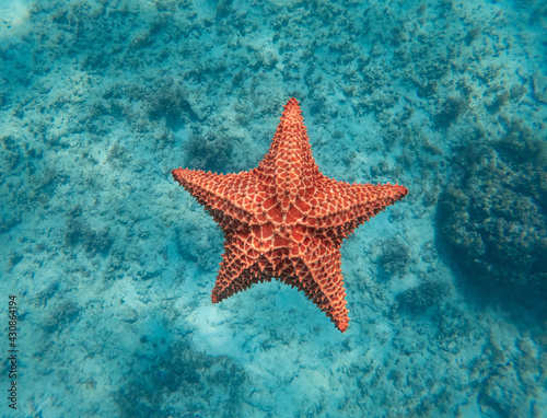 Fotografia Huge red starfish underwater in the blue clear sea