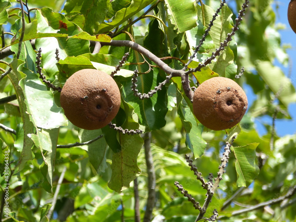 Brazil nut tree in Amazon rainforest (Bertholletia excelsa