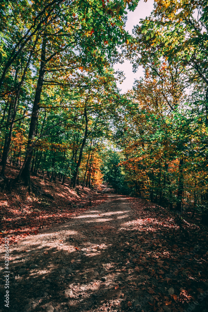 Obraz premium Beautiful autumn colors - forest