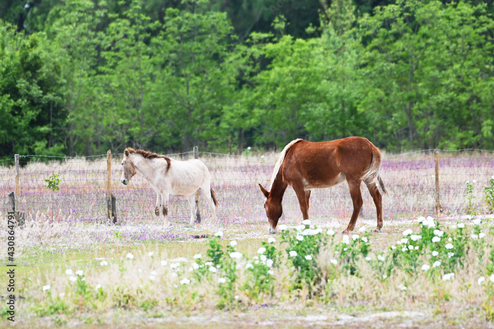 Two Mules in Pasture Two Mules in Pasture
