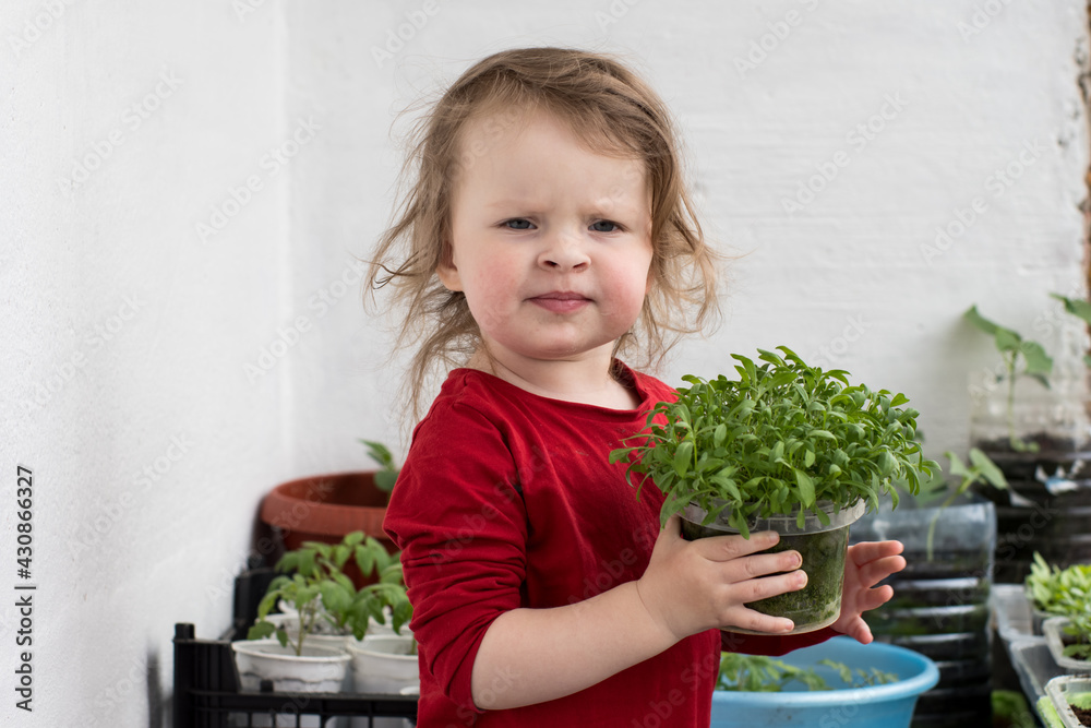 Funny little girl in red holds a pot of green seedlings in her hands. Gardening and planting in spring Funny little girl in red holds a pot of green seedlings in her hands. Gardening and planting in spring
