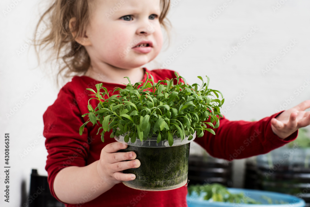 Funny little girl in red holds a pot of green seedlings in her hands. Gardening and planting in spring Funny little girl in red holds a pot of green seedlings in her hands. Gardening and planting in spring