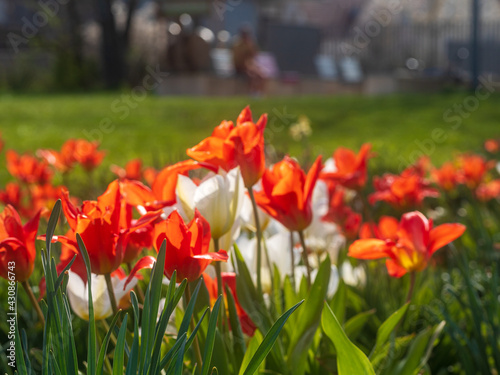 Colorful Tulip group in close up view with blue sky background
