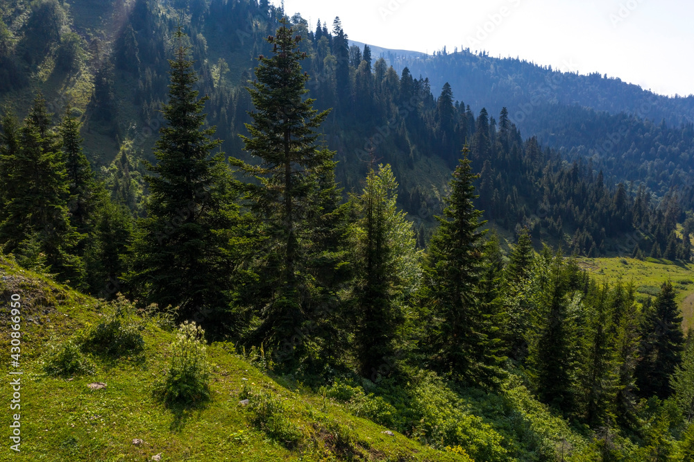 Green forest in the mountains view from drone Green forest in the mountains view from drone