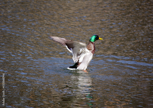 duck on a wild lake, beautiful drake, bright colors, spreads its wings, clear water, beautiful nature