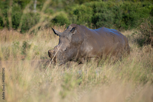 A White Rhino bull seen on a safari in South Africa