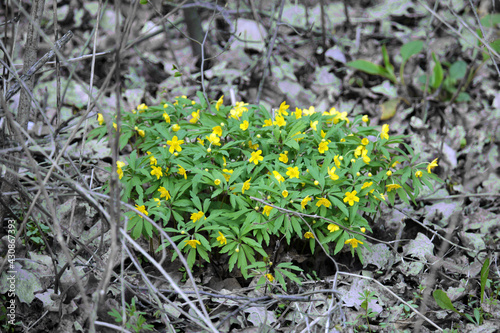 in the gray, wild forest, spring, yellow, forest flowers, bright, colored on gray