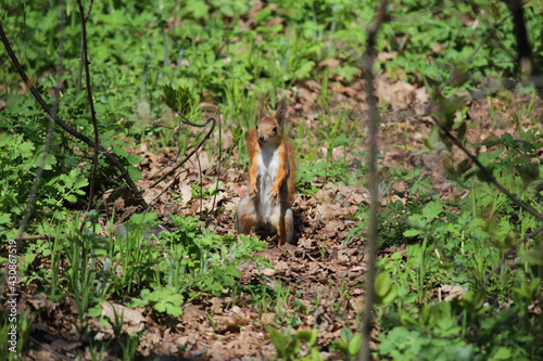 squirrel in the wild forest, beautiful, red coloring, standing on its hind legs, trees, greenery, beautiful nature