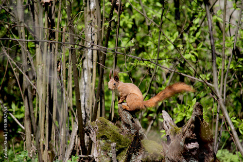 squirrel in the wild forest, beautiful, red coloring, standing on its hind legs, trees, greenery, beautiful nature