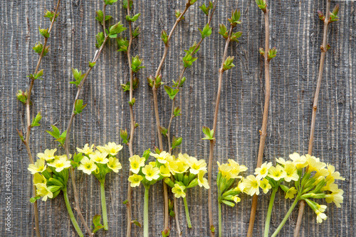 Primula and branches on a dark background.