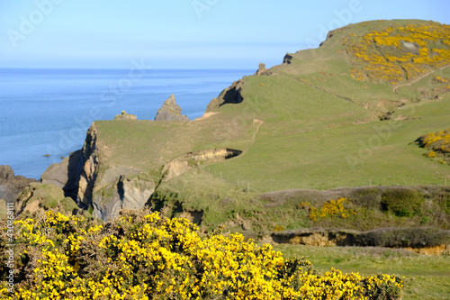 Gorse framing an out of focus Sandymouth bay in Cornwall.