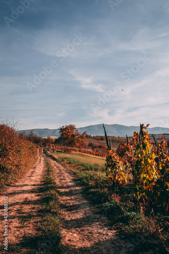 Beautiful winyard with autumn colors