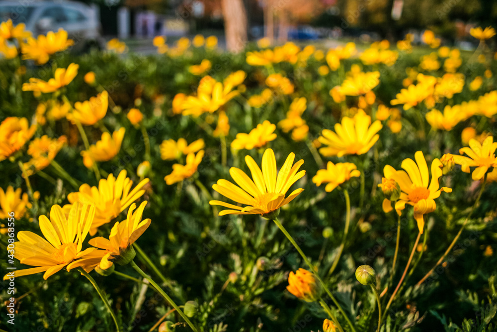 multiple yellow flowers close up multiple yellow flowers close up