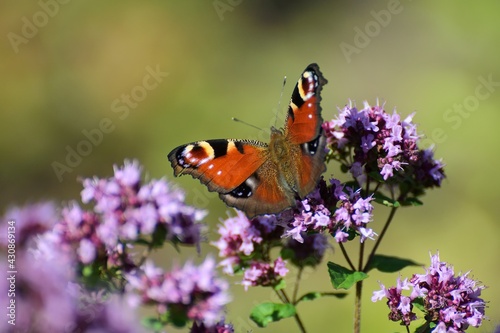 The butterfly of Tortoiseshell sitting on a flower.