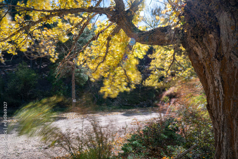 Gold Autumn with sunlight and sunbeams / Beautiful Trees in the forest Alcala de la Selva Teruel