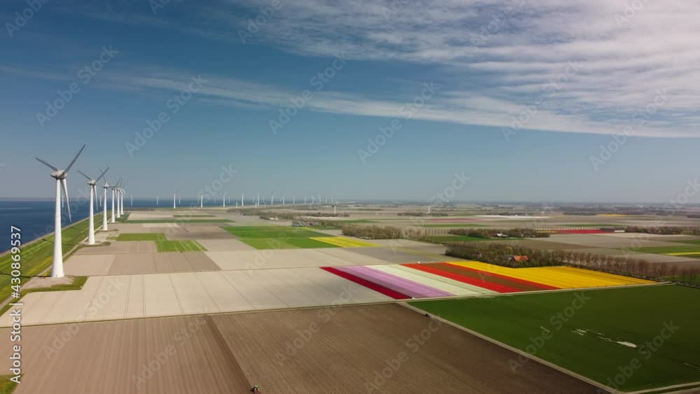 Tulips in red and pink growing in a field with an agricultural irrigation sprinkler spraying water during a spring day. Drone point of view from above.