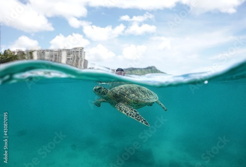 Snorkeling with Wild Green Sea Turtles in Hawaii