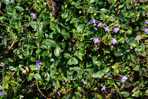 close-up of a green bush with leaves